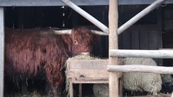 Stajnia Roka. Orszak Trzech Króli