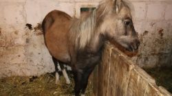 Stajnia Roka. Orszak Trzech Króli