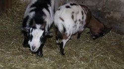 Stajnia Roka. Orszak Trzech Króli