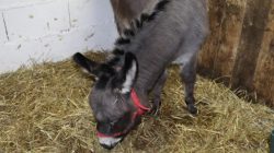 Stajnia Roka. Orszak Trzech Króli