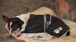 Stajnia Roka. Orszak Trzech Króli