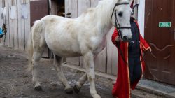 Stajnia Roka. Orszak Trzech Króli