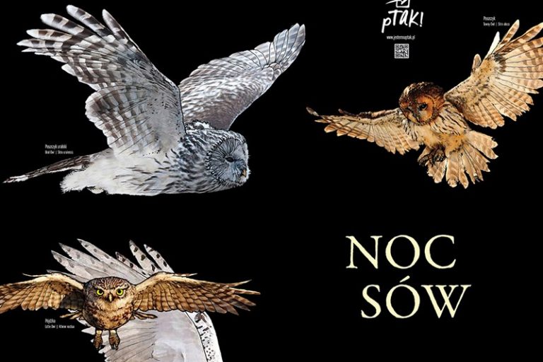noc sów
