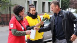 Turek. Żonkil nadziei