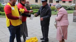 Turek. Żonkil nadziei