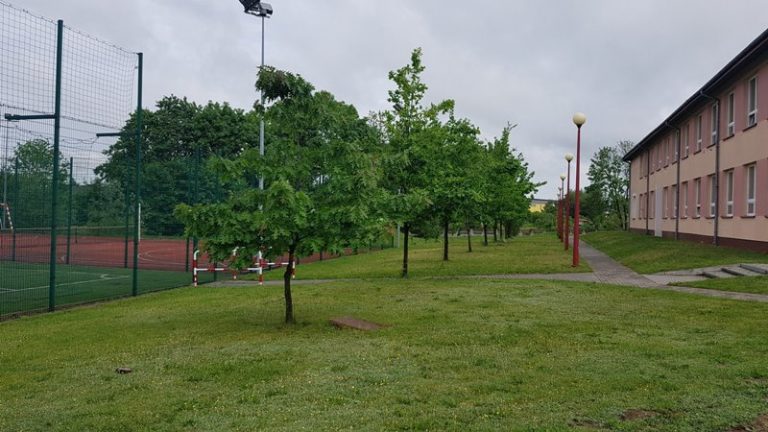 SP Malanów. Aleja dębów