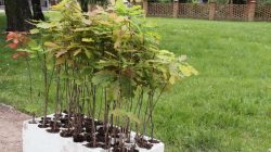 Turek. Powstała Aleja Wolności