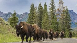 Karol Budziński. Amerykańskie klimaty