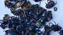 Śmiertelne pułapki w lesie