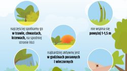 Bezpieczne wakacje. Sezon na kleszcze