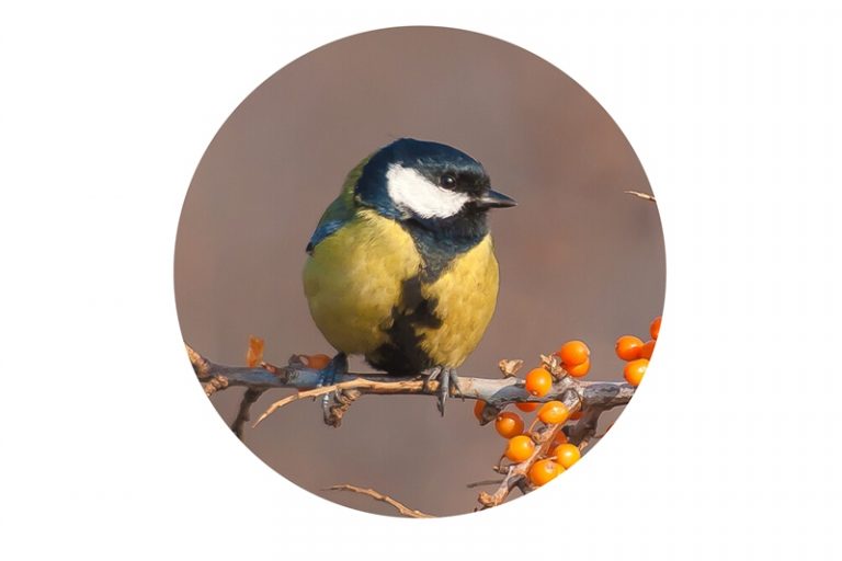 BOGATKA (Parus major)
