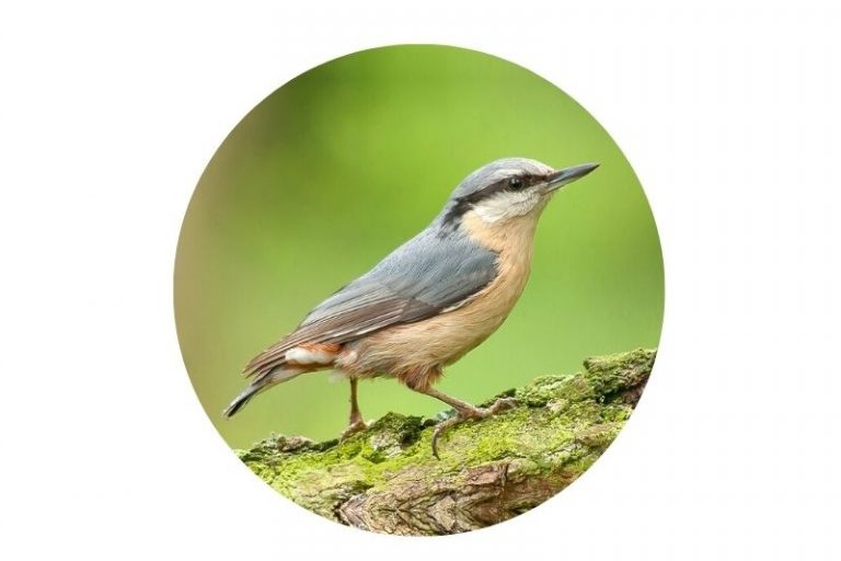 OTOP Turek. KOWALIK (Sitta europaea)