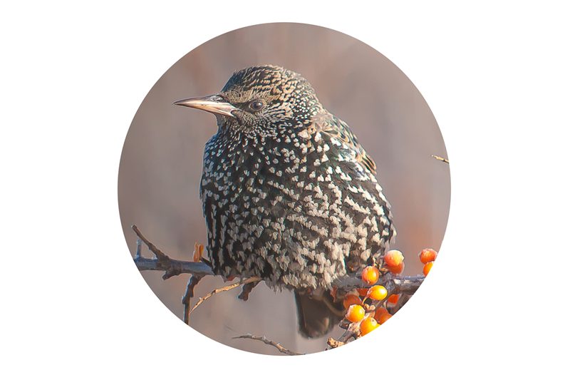 szpak (Sturnus vulgaris)