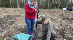 Na terenie leśnictwa Grzymiszew przybyło młodych drzew | Lidia Patrzykąt