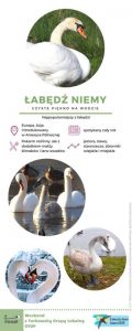 Łabędź - symbol piękna, czystości i delikatności