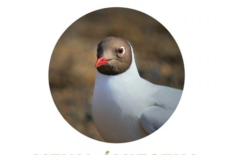 Mewa śmieszka (Chroicocephalus ridibundus)