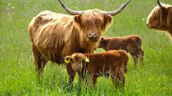 Wakacje na wsi? Tylko w Wielkopolsce!