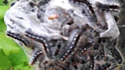 Zakaz wstępu do parku Tura