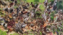 Zakaz wstępu do parku Tura