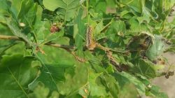 Zakaz wstępu do parku Tura