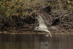 Rybołów, fot. Karol Fornalczyk