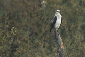 Rybołów, fot. Karol Fornalczyk