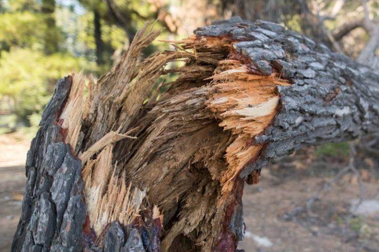 złamane drzewo, las, wichura