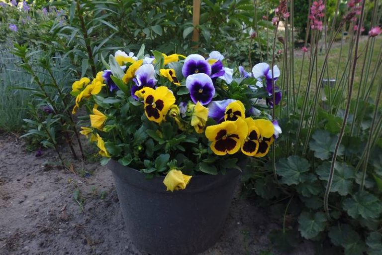 Andrzej Burszewski: matka