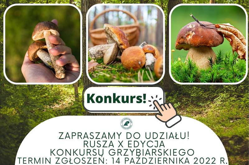 Grzybiarze na start. Nadleśnictwo ogłosiło konkurs