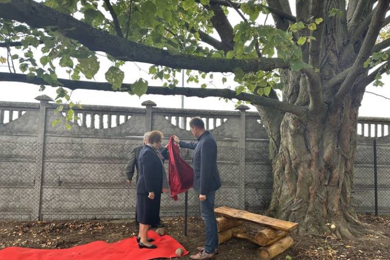 Lipa w Ogorzelczynie objęta ochroną jako pomnik przyrody