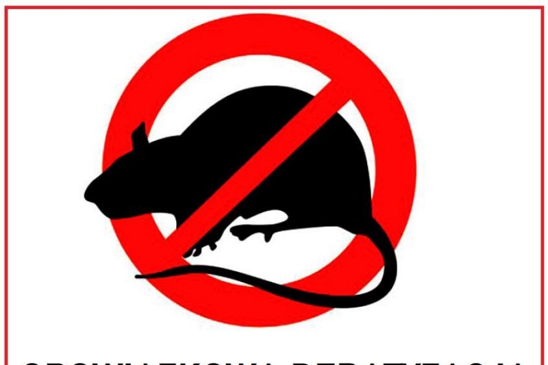 Wielkie odszczurzanie Turku. Obowiązkowa deratyzacja 21-28 X