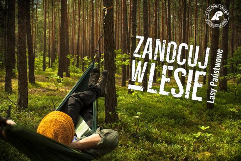 Zanocuj w lesie