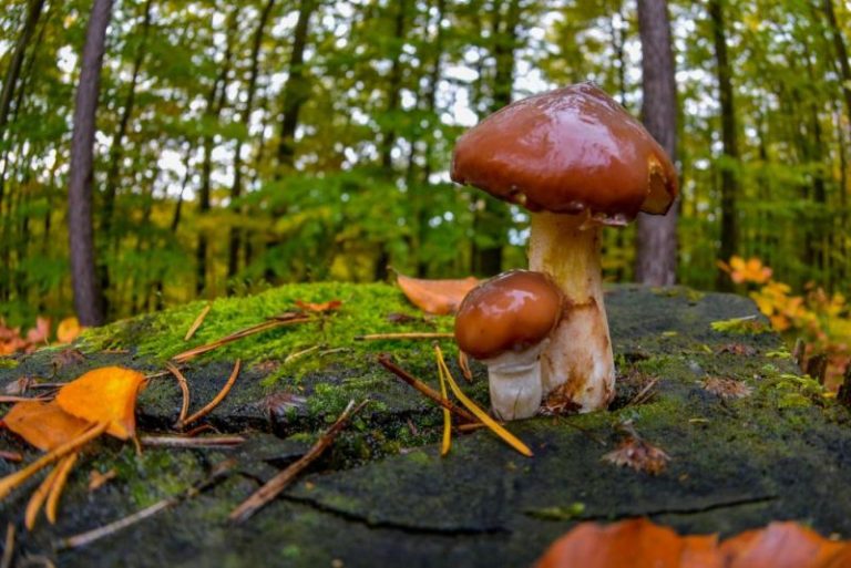 grzyby w lesie