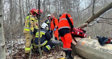 Wypadek w lesie pod Dobrą. Drzewo przygniotło pracownika