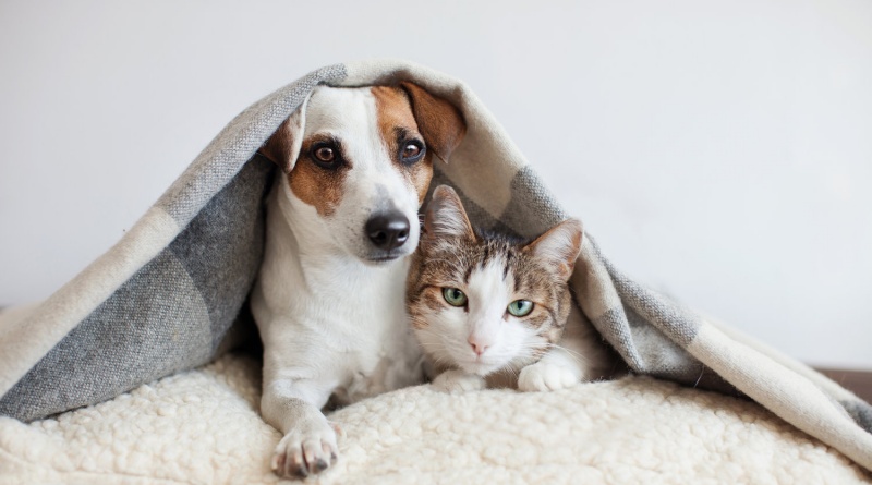 Darmowa sterylizacja zwierząt w Turku