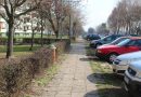 Drzewa na Wyzwolenia. Wycinka nie jest jedynym rozwiązaniem