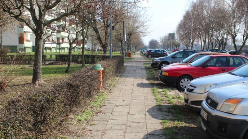 Drzewa na Wyzwolenia. Wycinka nie jest jedynym rozwiązaniem