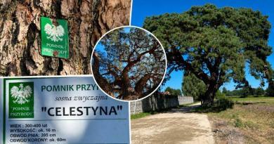 Sosna Celestyna. Drzewo, które pamięta wielką miłość
