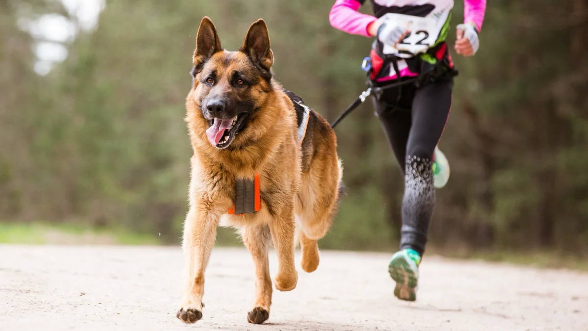 Leśny Dogtrekking. Zabierz psa na spacer