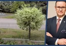Międzylesie. Spór o drzewo, Buchelt odpowiada na zarzuty