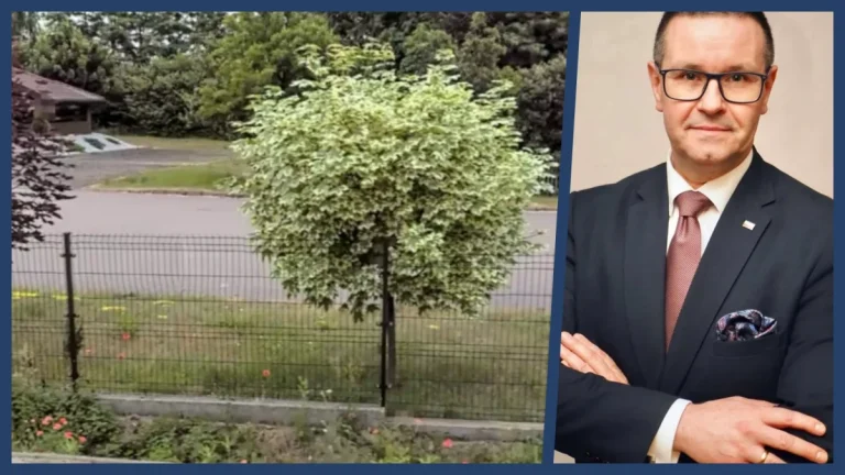 Międzylesie. Spór o drzewo, Buchelt odpowiada na zarzuty