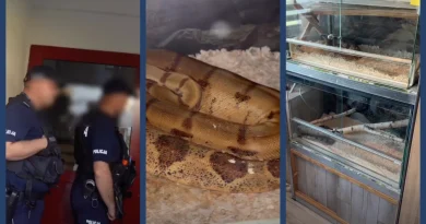 Turek. Odebrano 64 gryzonie po alarmie w sprawie nagrań